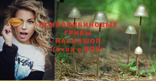 стафф Аркадак
